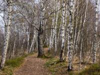 Wanderweg durch lichten Birkenwald